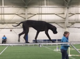Huge black Great Dane going over the dog walk