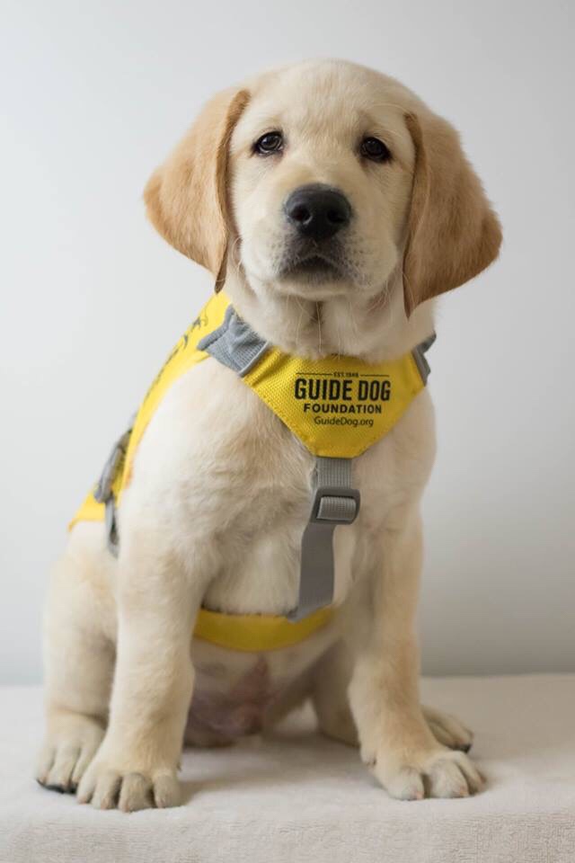 A yellow lab x golden retriever puppy in a yellow and silver future guide dog puppy coat