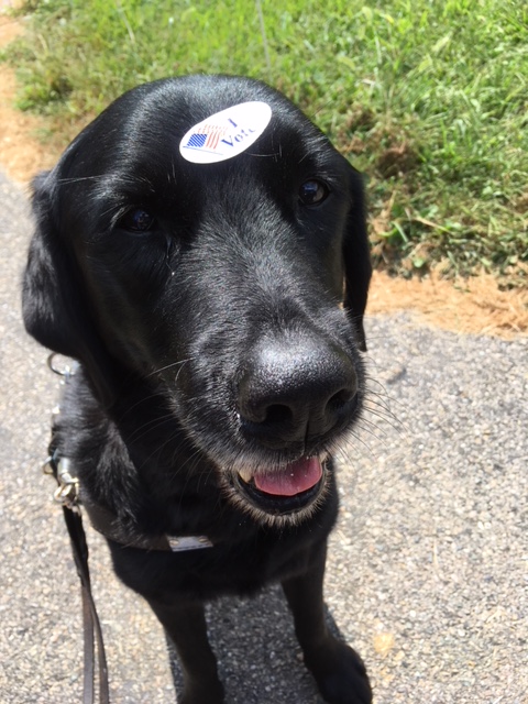 Black lab type dog sitting on pavement in guide dog harness with an I voted sticker on his head