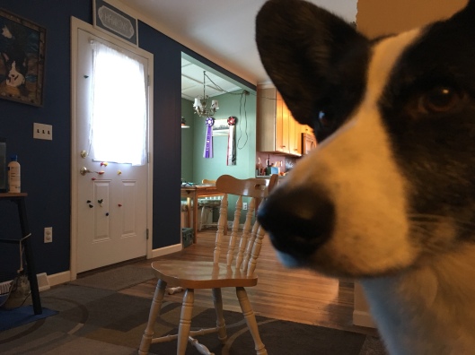 Kitchen chair in center of a room with blue rug, black and white dog face close up on side of image 