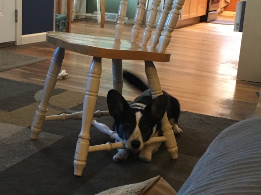 Black and white corgi lying under chair with her head resting on the rung, tail a wagging blur